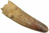 Enormous, Real Spinosaurus Tooth - Feeding Worn Tip #208422-1